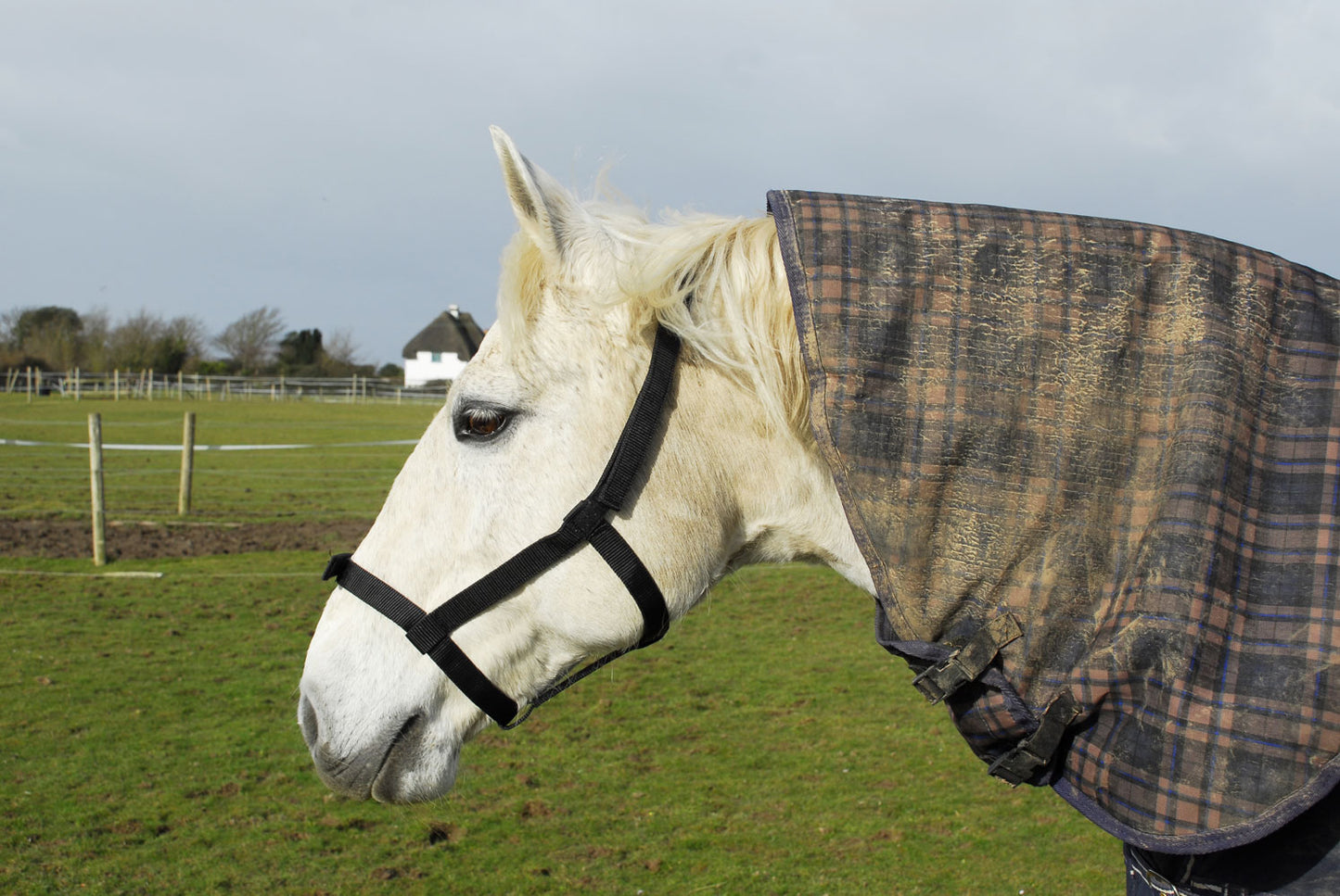 Field Safe Headcollar Rhinegold