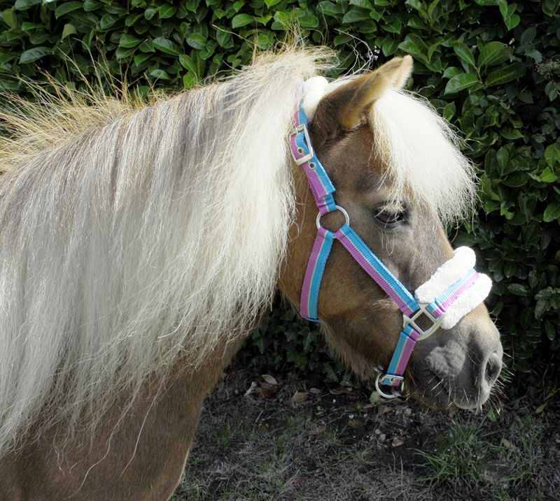 Bright Striped Fur Trim Small Pony Headcollar