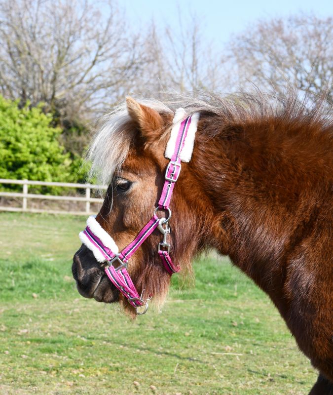 Bright Striped Fur Trim Small Pony Headcollar