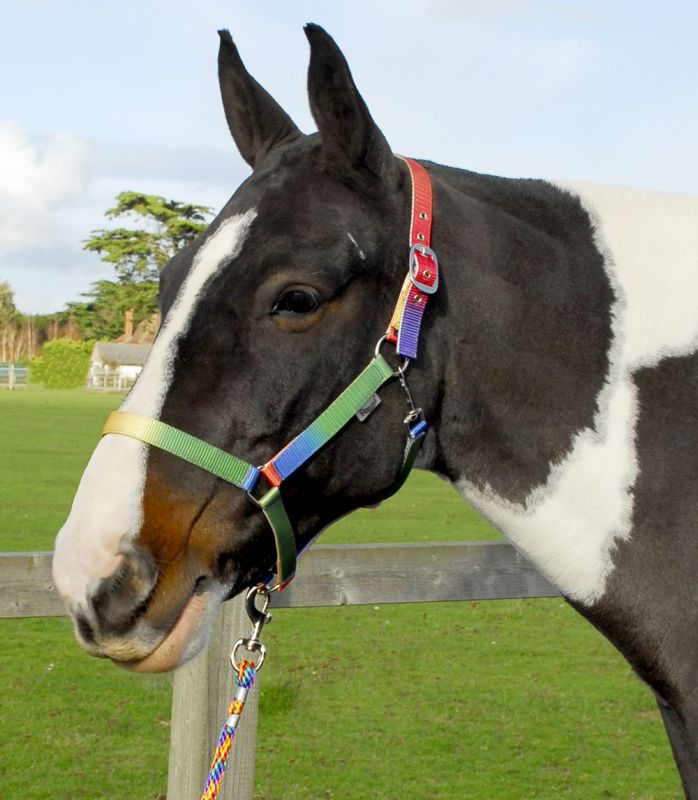 Rainbow Headcollar And Lead Rope Set