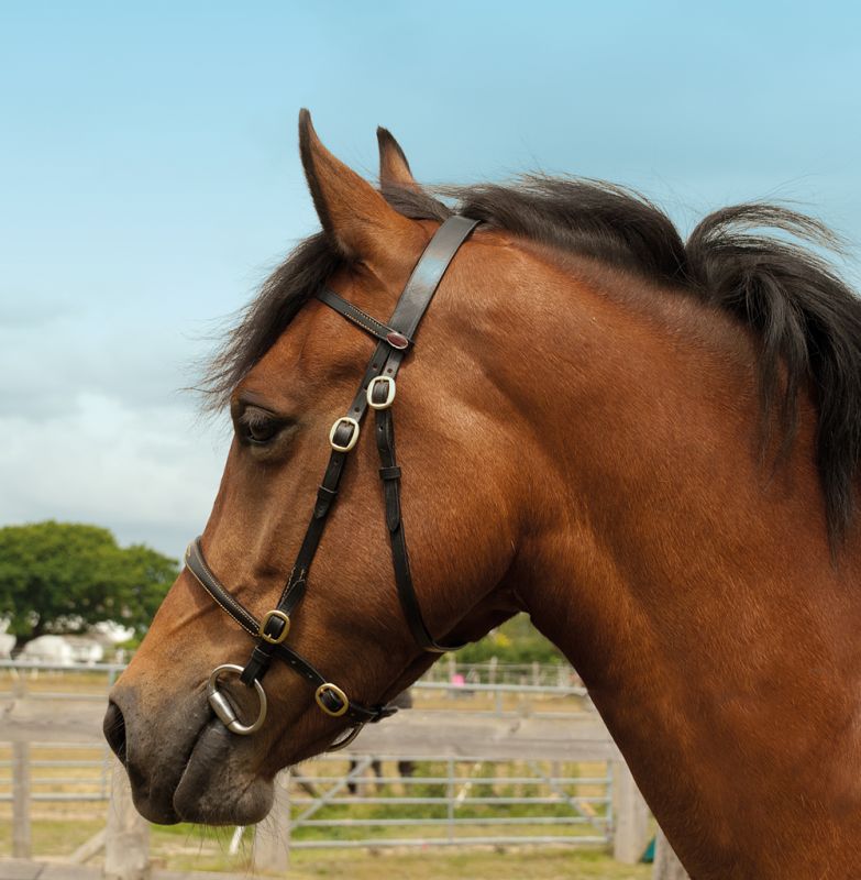 Windsor Equestrian Leather In-Hand Bridle Pretty Stitch Detail On Noseband