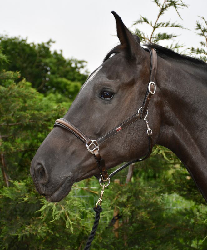 Rocco Italia Verona Leather Headcollar