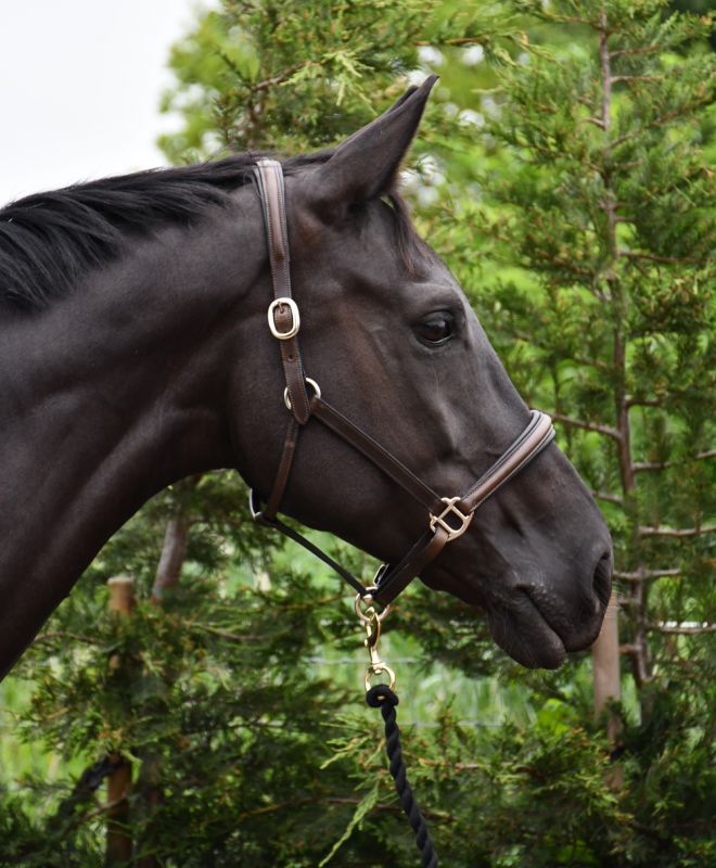 Rocco Italia Verona Leather Headcollar